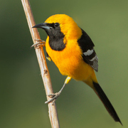 Male. Note: black face and bright orange body. Male. Note: black face and bright orange body.